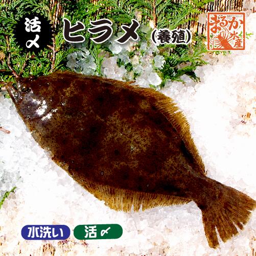 【楽天市場】活〆 ひらめ（養殖）1尾 [魚介類]：まるか水産楽天市場店