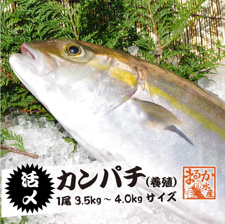 活〆カンパチ １尾 3.5～4.0kgサイズ（養殖）[魚介類]