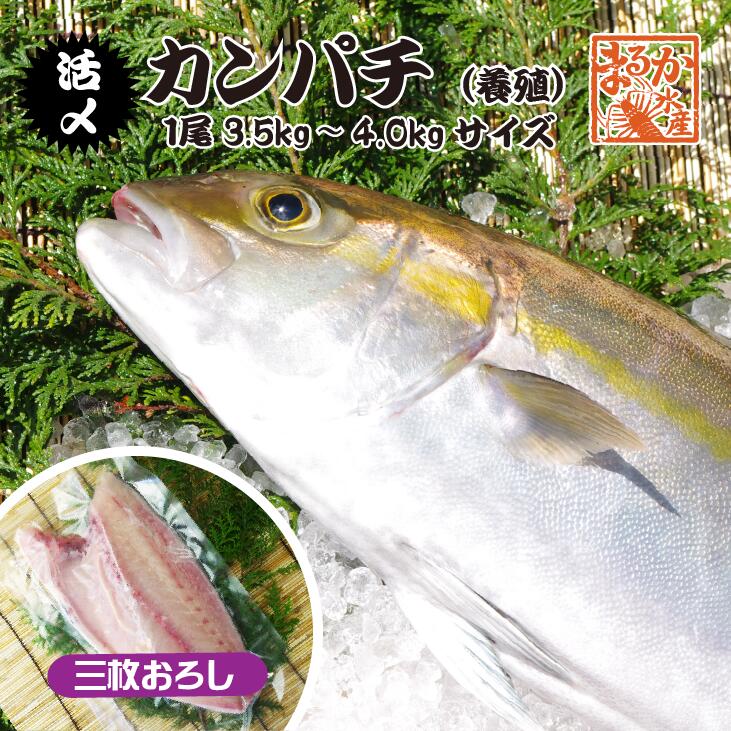 活〆カンパチ １尾 捌いてお届け！ 3.5～4.0kgサイズ（養殖）[魚介類]