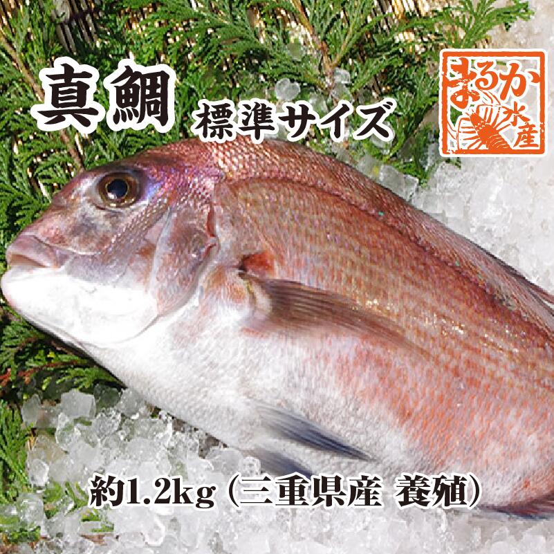 楽天市場】活〆 真鯛 標準サイズ 1尾 1.2kg [魚介類] : まるか水産楽天市場店