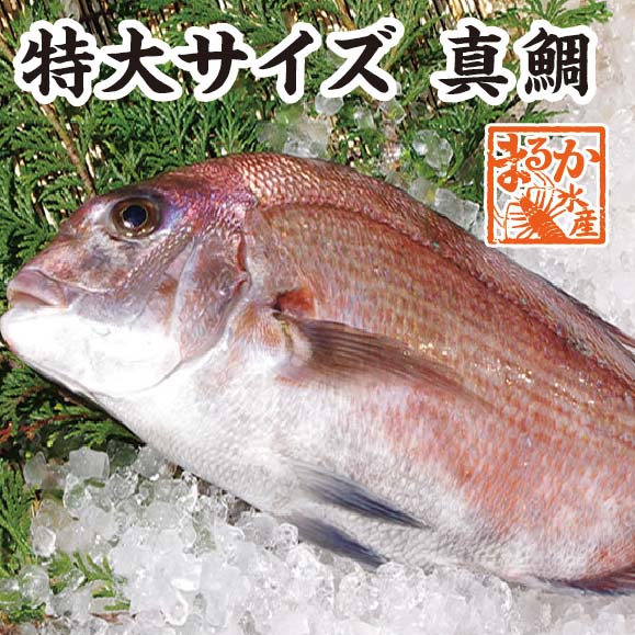 楽天市場】活〆 真鯛 標準サイズ 1尾 1.2kg [魚介類] : まるか水産楽天