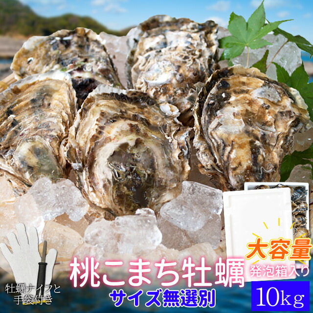 桃こまち 牡蠣 サイズ無選別１０ｋｇ（１６０個前後入り) 伊勢志摩の離島で獲れる希少 殻付き 牡蛎 発泡箱入り 加熱用 送料無料（牡蛎ナイフ・片手用軍手付き）三重県鳥羽産 海鮮バーベキュー セット
