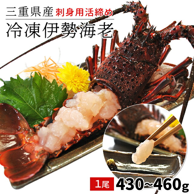 三重県産伊勢海老１尾４３０～４６０ｇ お刺身用冷凍伊勢海老 鮮度の良い伊勢海老を瞬間凍結 父の日 ギフト