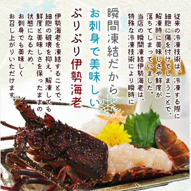 活伊勢海老を瞬間凍結 鮮度と美味しさを逃がさないから お刺身でもお召し上がりいただけます 三重県産 ギフト食品 伊勢海老詰合せ 5尾 11尾で約2kg 尾数選べます 送料無料 エビ 刺身用瞬間冷凍 伊勢エビ 尾数選べます あす楽対応 P2 お中元 ギフト 伊勢鳥羽 活伊勢海老を瞬間凍結 鮮度と美味しさを逃がさないから お刺身でもお召し上がりいただけます 三重県産 ギフト食品 伊勢海老詰合せ 5尾 11尾で約2kg 尾数選べます 送料無料 エビ 刺身用瞬間冷凍 伊勢エビ 尾数選べます あす楽対応 P2 お中元 ギフト 伊勢鳥羽