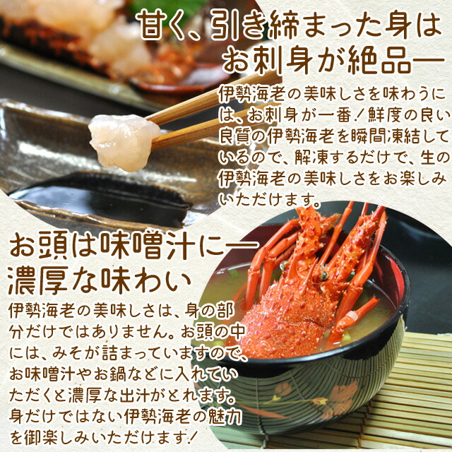 活伊勢海老を瞬間凍結 鮮度と美味しさを逃がさないから お刺身でもお召し上がりいただけます 三重県産 ギフト食品 伊勢海老詰合せ 5尾 11尾で約2kg 尾数選べます 送料無料 エビ 刺身用瞬間冷凍 伊勢エビ 尾数選べます あす楽対応 P2 お中元 ギフト 伊勢鳥羽 活伊勢海老を瞬間凍結 鮮度と美味しさを逃がさないから お刺身でもお召し上がりいただけます 三重県産 ギフト食品 伊勢海老詰合せ 5尾 11尾で約2kg 尾数選べます 送料無料 エビ 刺身用瞬間冷凍 伊勢エビ 尾数選べます あす楽対応 P2 お中元 ギフト 伊勢鳥羽