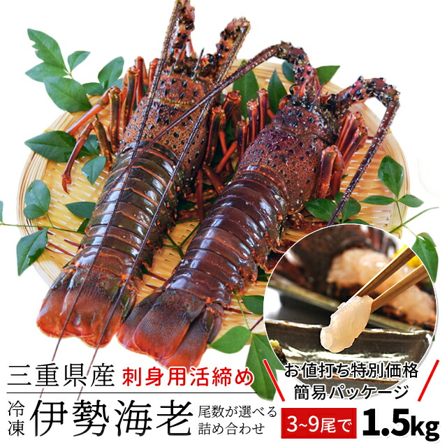 伊勢海老 三重県 伊勢志摩産 選べるサイズ ３～９尾で約１．５ｋｇ 送料無料 刺身用瞬間冷凍 伊勢エビ 訳あり イセエビ 父の日 ギフト