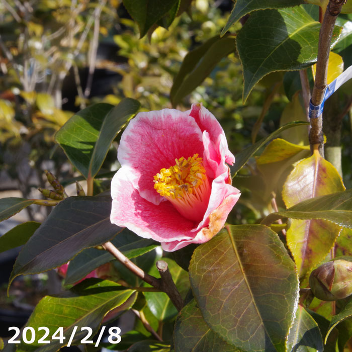 【現品一点物No.0060】椿　苗　参平椿　12号　（長期化成肥料付）【半日陰～好日性植物】【椿苗 ツバキ】【植木 庭木】【樹木 花木】【茶花】【ワビスケツバキ 侘助】【椿 苗木】