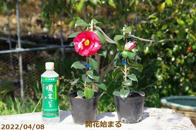 椿 苗 お気に入りの 岩根絞 4号 3年生挿木苗 長期化成肥料付 椿 苗 お気に入りの 岩根絞 4号 3年生挿木苗 長期化成肥料付