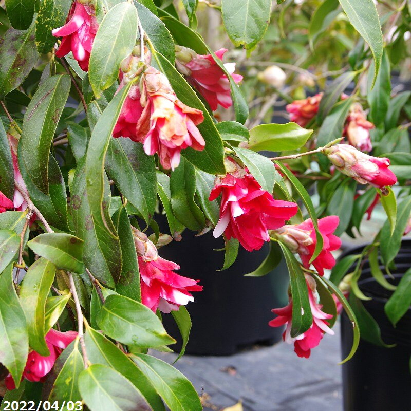 浦風 椿 接木苗 鉢底約100cm 楽天市場】【現品No.2640（No.8282）】 椿