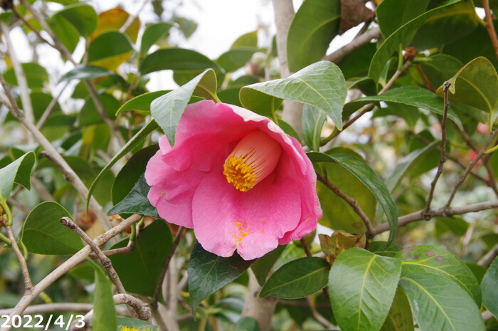 限 定 販 売 椿 苗 常満寺 根巻苗 高さ150cm 長期化成肥料付 Mediquickfl Com