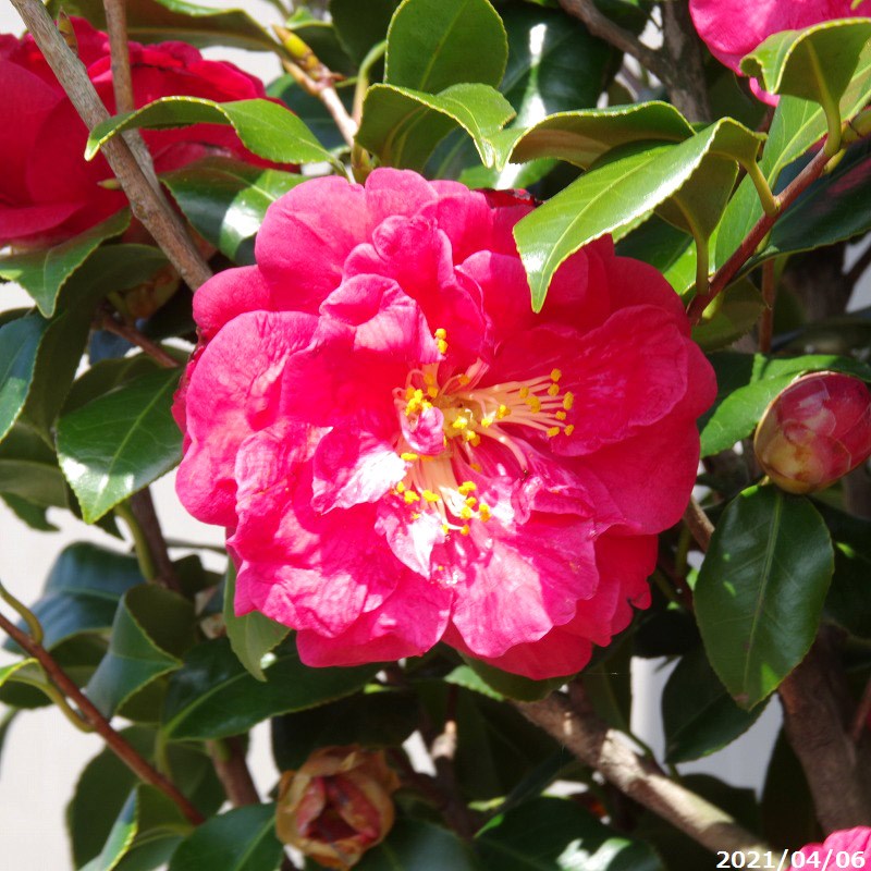 内祝い 現品 一点物no 3050 寒陽袋 かんようふ かんようたい 根巻き 高さ218cm 長期化成肥料付 送料無料 半日陰 好日性植物 椿苗 ツバキ 植木 庭木 樹木 花木 茶花 椿 苗木 植木