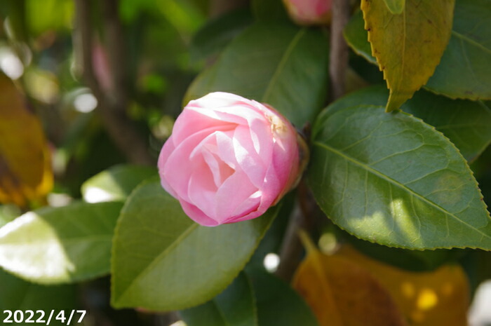 限 定 販 売 椿 苗 常満寺 根巻苗 高さ150cm 長期化成肥料付 Mediquickfl Com