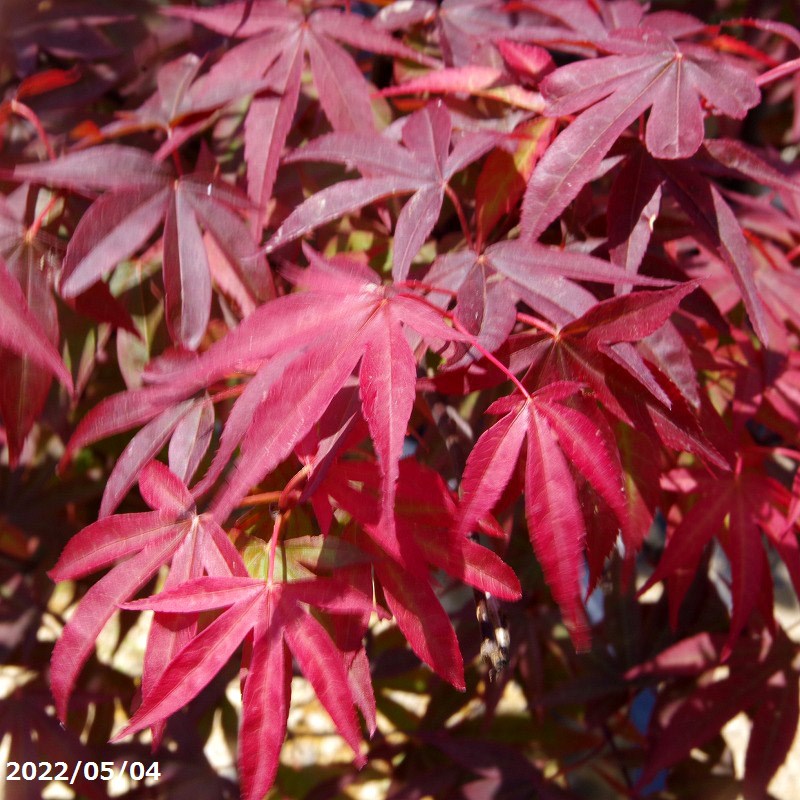 楽天市場】モミジ 大盃(オオサカズキ) 苗木 樹高90cm : 千草園芸