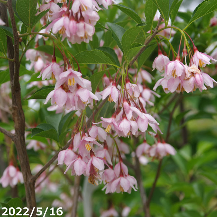 絕版款　新品  amuseable holly モチノキ HASUKI 1/12 PA005 「Pocket Art」退魔巫女 ツバキ 塗装済み可動