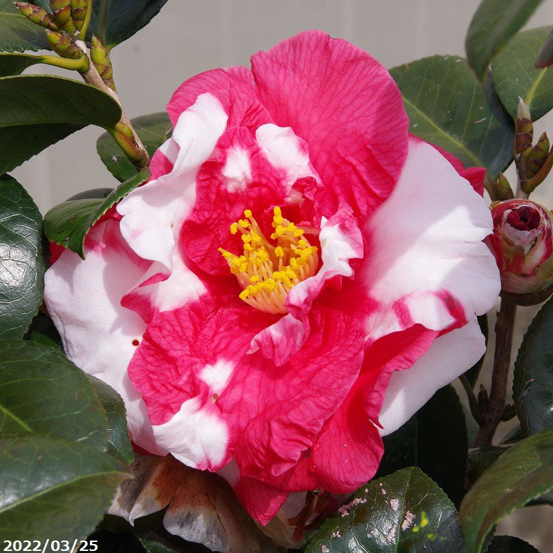 椿 苗 送料無料 高さ60 80cm 岩根絞 長期化成肥料付 挿木根巻苗 半日陰 好日性植物