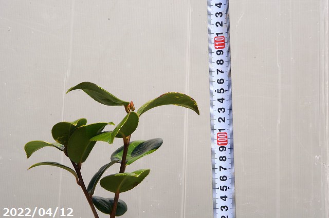 椿 苗 送料無料 長期化成肥料付 高さ90 100cm 岩根絞 半日陰 好日性植物 挿木根巻苗