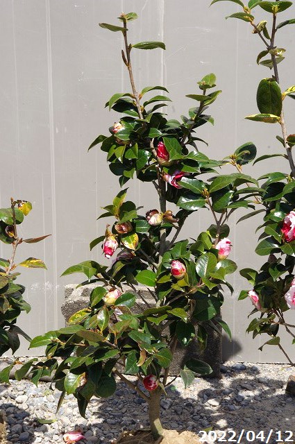 椿 苗 送料無料 長期化成肥料付 高さ90 100cm 岩根絞 半日陰 好日性植物 挿木根巻苗