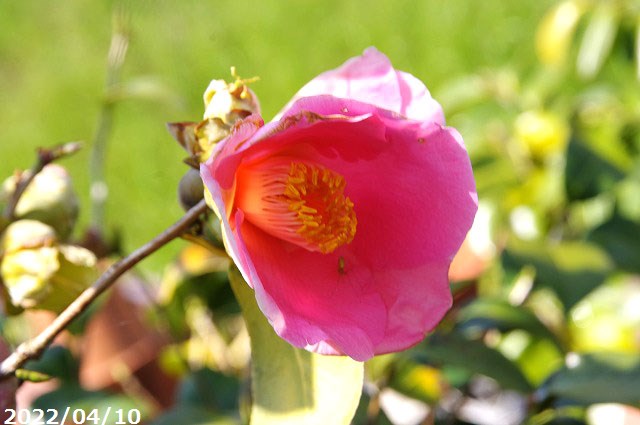 限 定 販 売 椿 苗 常満寺 根巻苗 高さ150cm 長期化成肥料付 Mediquickfl Com