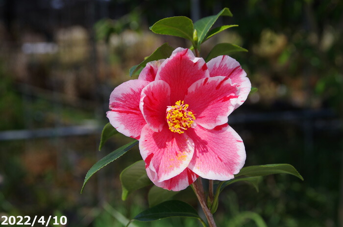 椿 苗 覆輪春の台 2年生挿木苗 3号 9cmポット 長期化成肥料付 半日陰 好日性植物 茶花 植木 庭木 花木 ツバキ 苗木 椿苗 樹木 セール開催中最短即日発送