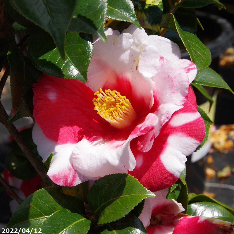 椿 苗 送料無料 長期化成肥料付 高さ90 100cm 岩根絞 半日陰 好日性植物 挿木根巻苗