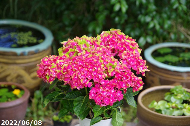 市場 初夏の花 レッド 送料無料 アジサイ 西洋アジサイ シュロスパッカーベルト 5号鉢 紫陽花