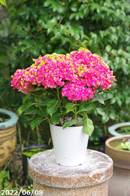 市場 初夏の花 レッド 送料無料 アジサイ 西洋アジサイ シュロスパッカーベルト 5号鉢 紫陽花