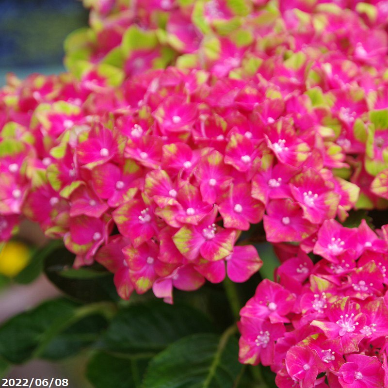 初夏の花 アジサイ 西洋アジサイ 5号鉢 送料無料 シュロスパッカーベルト 紫陽花 レッド