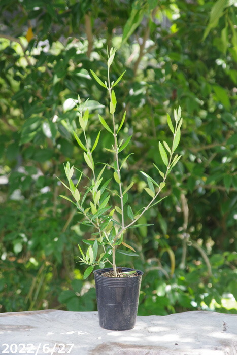 オリーブ 苗木 ひなかぜ 3 5号 植木 果樹 ベランダ園芸 シンボルツリー 庭木 花木 オリーブの木 常緑樹 予約