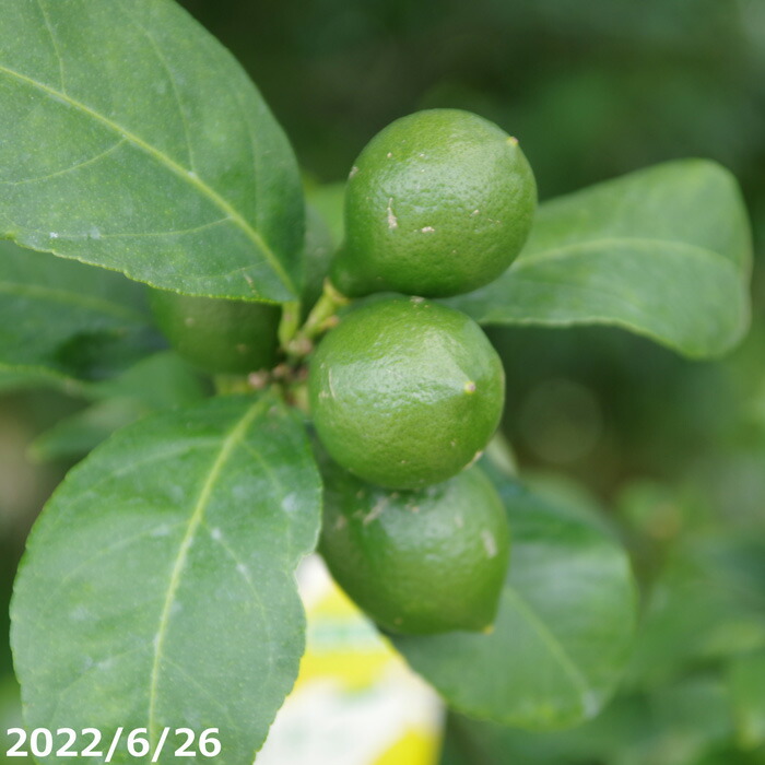 果樹 苗 レモン リスボン 接木苗 6号(長期化成肥料付) 【送料無料】【植木 庭木】【樹木 花木】【鉢植え ベランダ園芸】