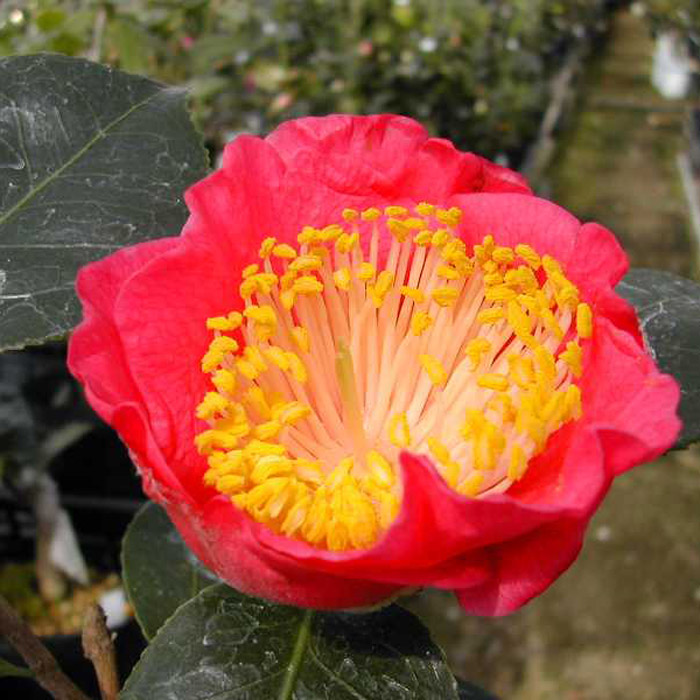 楽天市場】椿 苗 【加茂本阿弥 （かもほんあみ）】 接木 白鉢植え 開花