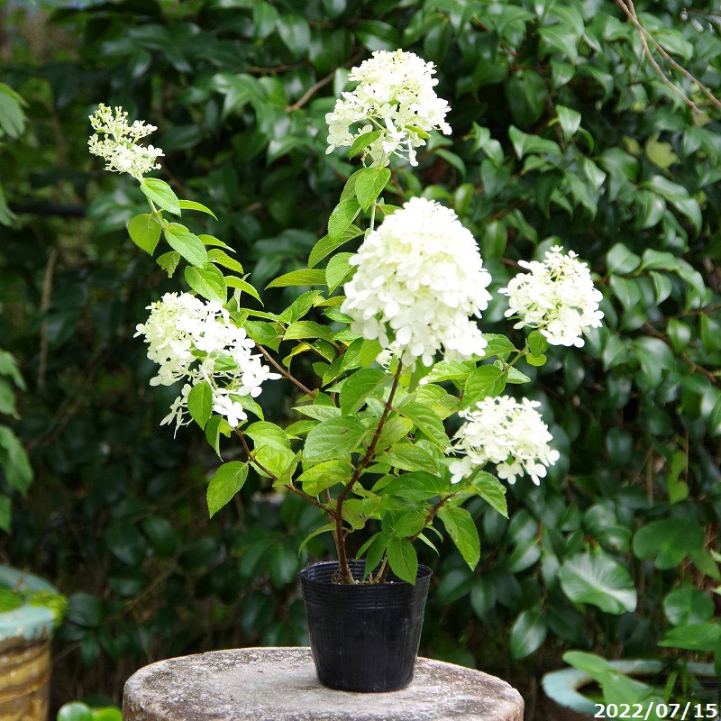 楽天市場 初夏の花 アジサイ 紫陽花 シュロスパッカーベルト レッド 5号鉢 送料無料 西洋アジサイ ハイドランジャ ベランダ園芸 あじさい 苗 植木鉢 ピンク グリーン 石田精華園 楽天市場店