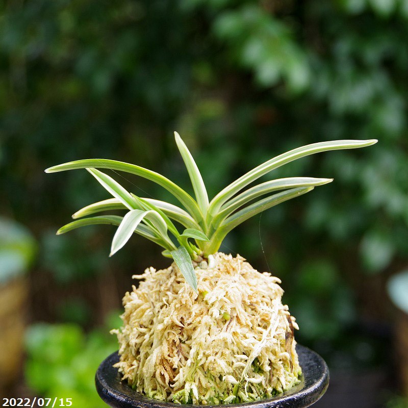 【超大型株】伊勢神宮風蘭　フウラン　着生ラン　素敵な香り有り　山野草　蘭　植物 フウラン(風蘭)原種系 2.5~3号(1ポット) | チャーム