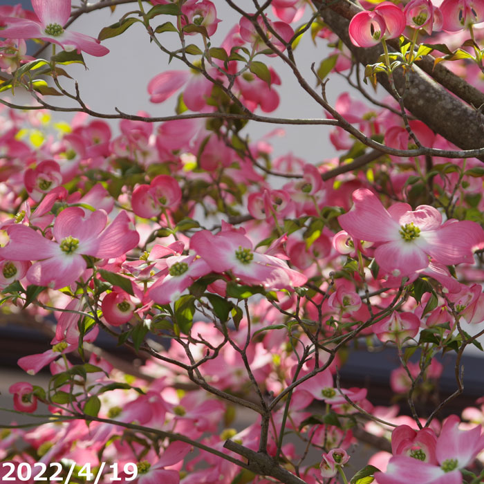 楽天市場】【現品】花水木（ハナミズキ）チェロキーチーフ 1.5m 41980