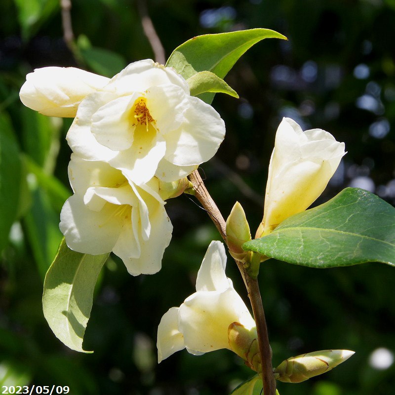 楽天市場】【選べるサイズ】椿（ツバキ）こがねゆり（コガネユリ）苗木
