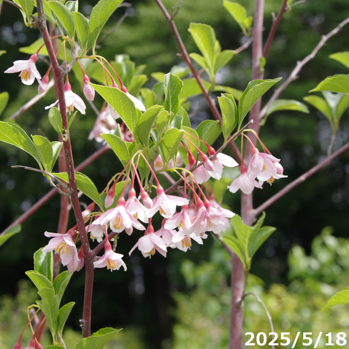 【現品一点物No.9331】庭木 苗 赤花エゴ 13号 抜き苗(長期化成肥料付)【植木 庭木】【樹木 花木】【シンボルツリー えごの木 エゴノキ ガーデニング インテリア エクステリア】|石田精華園 店