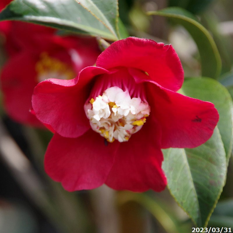 黄鳳　きほう　椿 楽天市場】【選べる現品発送】椿（ツバキ）黄鳳（キホウ）苗木 8