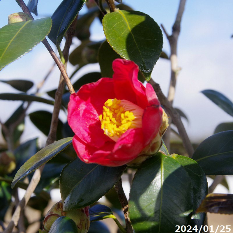 楽天市場】椿（ツバキ）秋の山（アキノヤマ） 7号ポットM 苗木 : 千草園芸