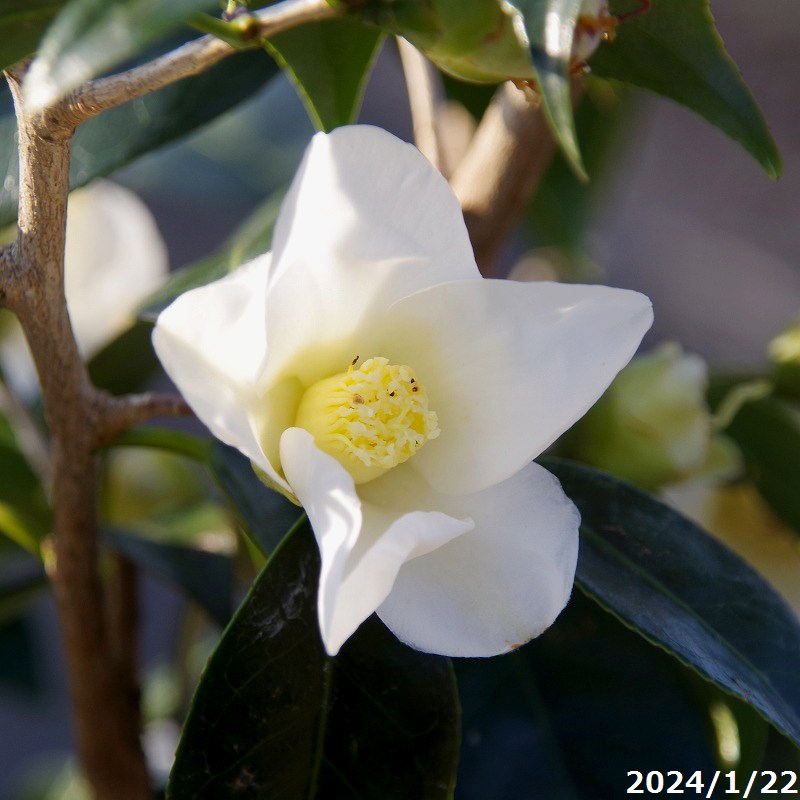 楽天市場】椿 侘助 苗木 【白侘助 （しろわびすけ） 一重猪口
