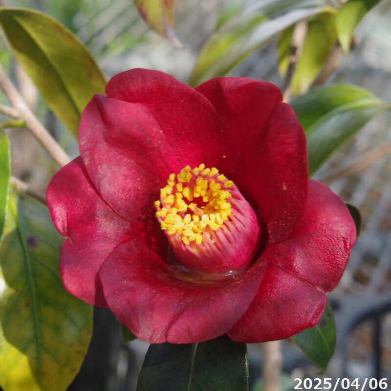 楽天市場】【最大50%OFFクーポン発行中！】夏のアジサイ（紫陽花