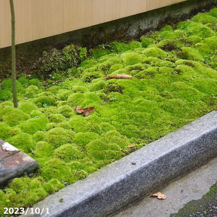 苔之助ページ 71N3pwD3u8L._AC_SY200_QL15_.jpg