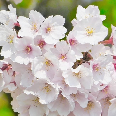 桜 庭木 苗　吉野桜 接木苗 8号 高さ136-147cm（No.8453）（長期化成肥料付）【春の花木】【桜 サクラ】｜石田精華園　店