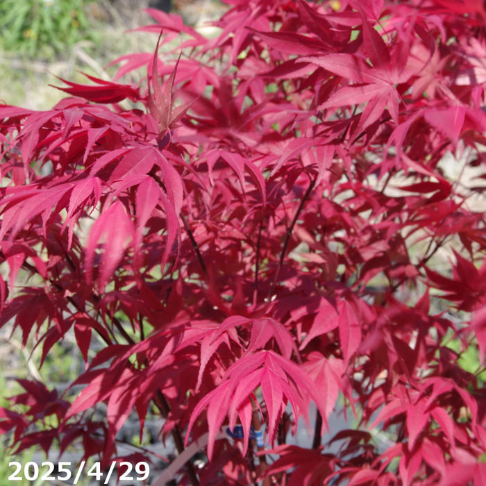 楽天市場】【猩々野村紅葉（ショウジョウノムラモミジ）】樹高