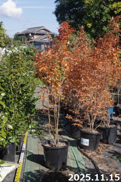 楽天市場】【現品発送】ヤマコウバシ 株立ち 樹高2.3-2.7m(根鉢含まず