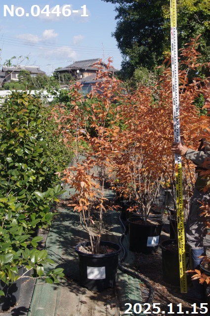 楽天市場】【ヤマコウバシ】山香ばし 自然樹形 樹高H≒230 × 枝張W