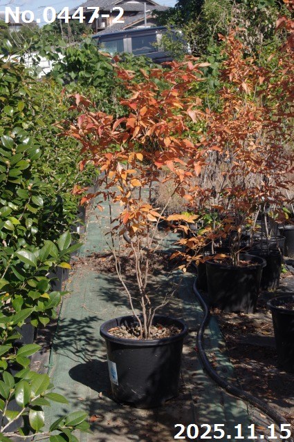 楽天市場】【ヤマコウバシ】山香ばし 自然樹形 樹高H≒230 × 枝張W