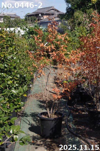 楽天市場】【ヤマコウバシ】山香ばし 自然樹形 樹高H≒230 × 枝張W