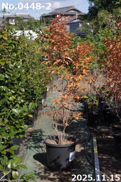 楽天市場】【ヤマコウバシ】山香ばし 自然樹形 樹高H≒230 × 枝張W