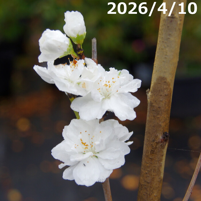 【No.7197】庭木 苗木 桃花 照手桃 白花 高さｰｰｰcm (長期化成肥料付)【送料無料】【植木 庭木】【樹木 花木】｜石田精華園　店