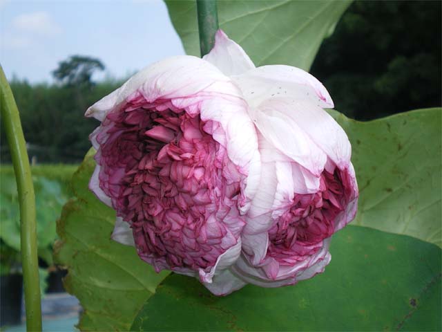 楽天市場】花ハス 千弁蓮 （玉泉寺妙連） 大型品種（草丈