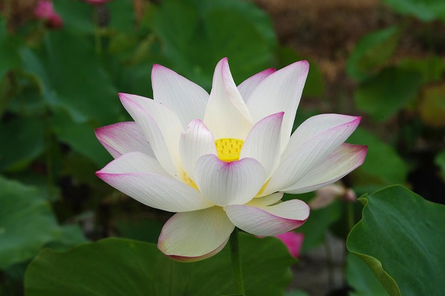 楽天市場】花ハス ポット販売 原始蓮 天然記念物指定品種 10号